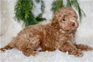 Mako - Poodle, Toy for sale