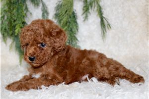 Bentley - Poodle, Miniature for sale