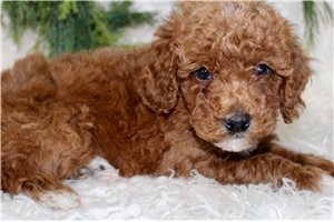 Bodi - Poodle, Miniature for sale