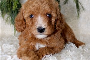 Bruno - Poodle, Miniature for sale