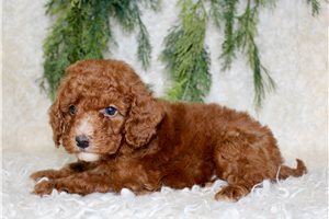 Baxter - Poodle, Miniature for sale
