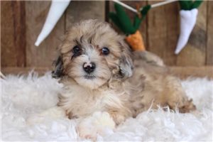 Fluffy - puppy for sale