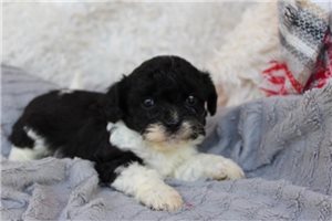 Connor - Shih-Poo - Shihpoo for sale