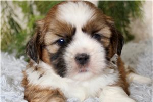 Teddy - puppy for sale