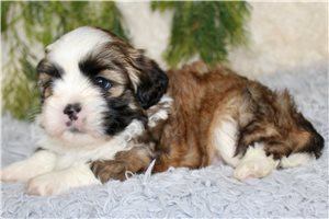 Otis - puppy for sale