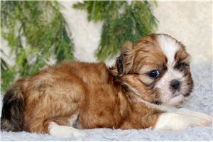 Milo - puppy for sale