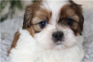 Finn - Shih Tzu for sale