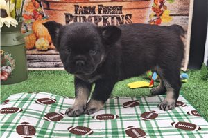 Beck - French Bulldog for sale