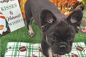 Beck - puppy for sale