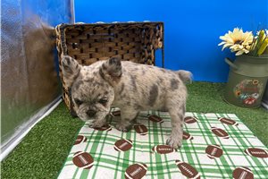 Noodles - French Bulldog for sale