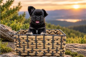 Bennett - puppy for sale