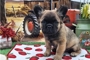 Genesis - puppy for sale