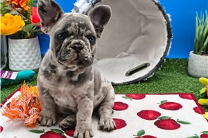 Tia - puppy for sale