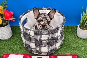 Beauregard - French Bulldog for sale