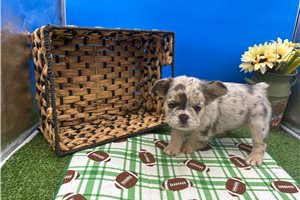 Nora - puppy for sale