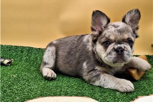 Bianca - French Bulldog for sale