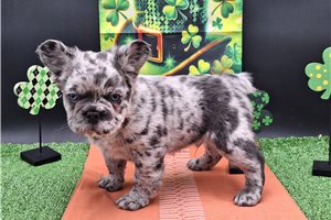 Henry - French Bulldog for sale