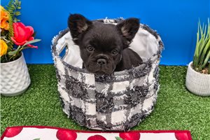 Beck - French Bulldog for sale