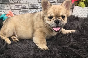 Meadow - French Bulldog for sale