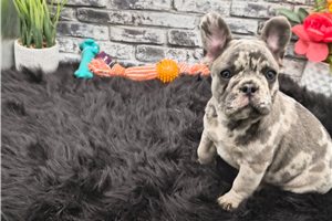 Tia - French Bulldog for sale