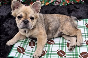 Georgia - puppy for sale