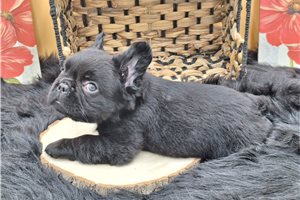 George - puppy for sale