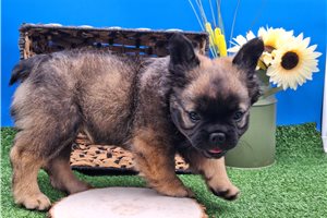 Grayson - French Bulldog for sale