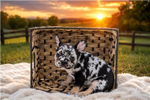 Beauregard - puppy for sale