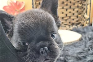 Giovanni - puppy for sale