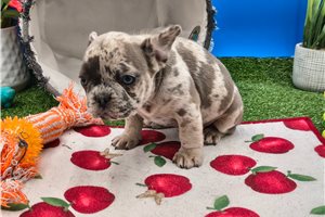 Trinn - French Bulldog for sale