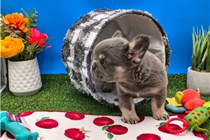Beaumont - French Bulldog for sale