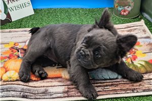 Millie - French Bulldog for sale