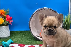 Meadow - French Bulldog for sale