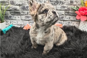Noodles - French Bulldog for sale