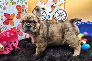 Bennett - puppy for sale