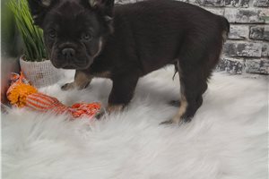 Beck - French Bulldog for sale