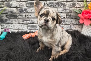 Nora - French Bulldog, placed in South Bend / Michiana