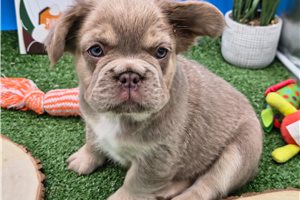 Nugget - French Bulldog for sale
