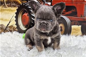 Castor - French Bulldog for sale