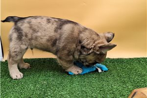 Bennett - French Bulldog for sale