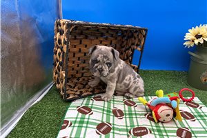 Tia - puppy for sale
