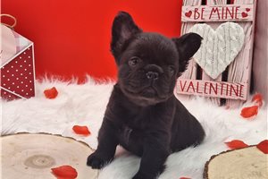 Benedict - puppy for sale