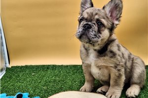 Bindi - French Bulldog for sale