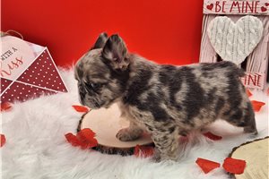 Bibi - puppy for sale