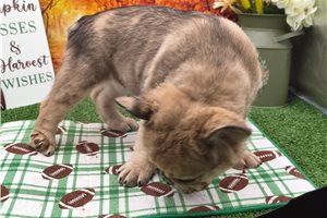 Mayhew - French Bulldog, placed in South Bend / Michiana
