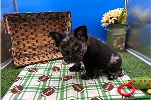 Mark - French Bulldog for sale