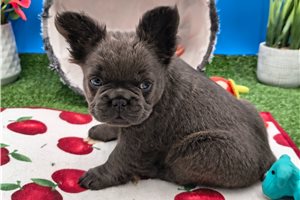 Millie - French Bulldog for sale