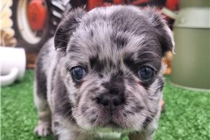 Huckleberry | Puppies For Sale at Pawrade