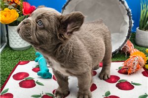 Nickel - French Bulldog for sale