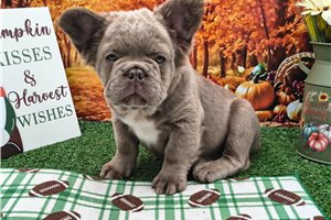 Nickel - French Bulldog, placed in South Bend / Michiana